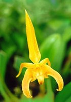 Fabulous orchid photo courtesy of   http://www.carsonbarnesorchids.com